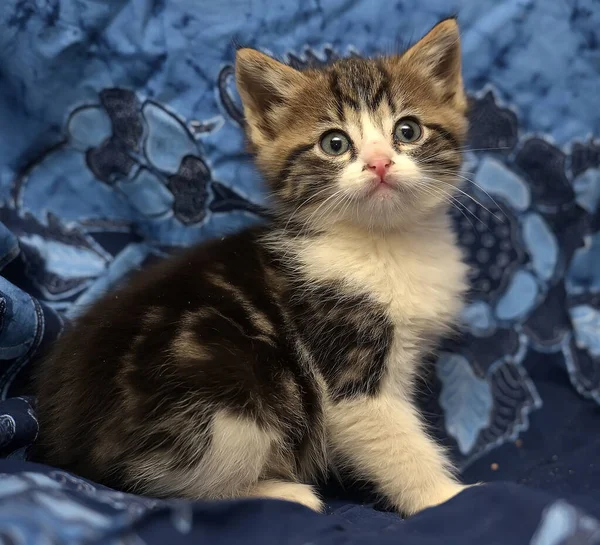 Cute Brown White Kitten Blue Background — Stock Photo, Image