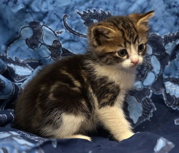 Bonito Marrom Com Branco Gatinho Fundo Azul — Fotografia de Stock