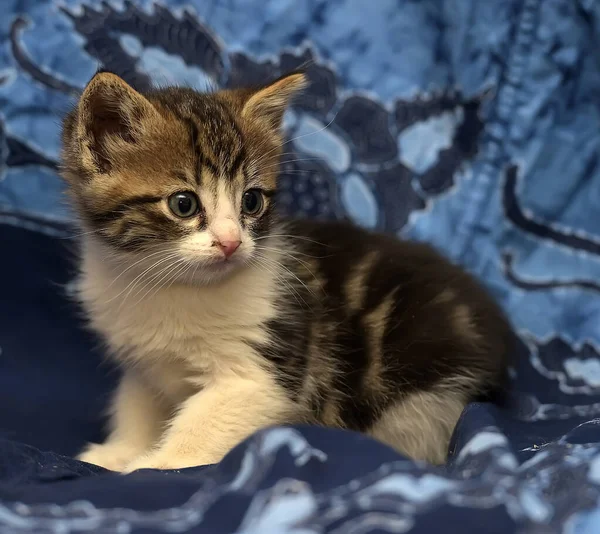 Mavi Arka Planda Beyaz Kedi Yavrusu Olan Sevimli Kahverengi — Stok fotoğraf