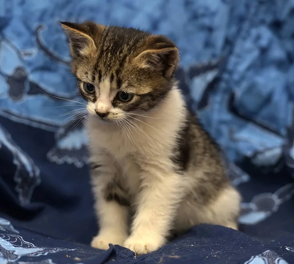 Lindo Marrón Con Blanco Gatito Fondo Azul — Foto de Stock