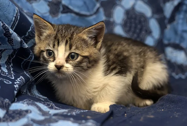 Bonito Marrom Com Branco Gatinho Fundo Azul — Fotografia de Stock