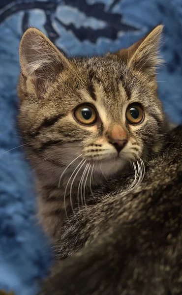 Cute Brown Striped Kitten Blue Background — ストック写真