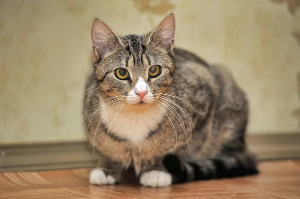 Gato Marrón Tabby Con Pecho Blanco —  Fotos de Stock