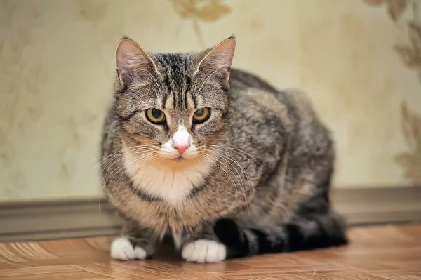 Chat Brun Tabby Avec Poitrine Blanche — Photo