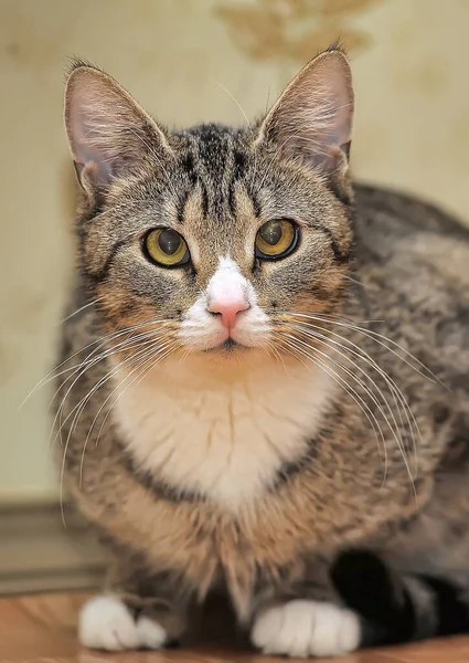 Tabby Brown Cat White Breast — Stock Photo, Image