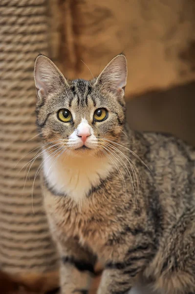 Gato Marrom Tabby Com Peito Branco — Fotografia de Stock