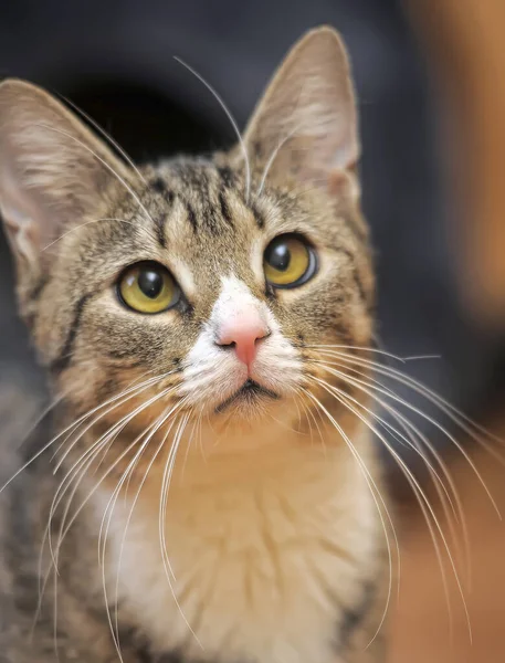 Gestromte Braune Katze Mit Weißer Brust — Stockfoto