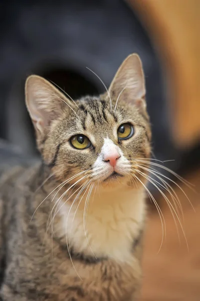 Tabby Brown Cat White Breast — Stock Photo, Image