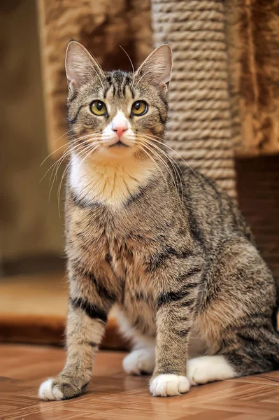 Tabby Brown Cat White Breast — Stock Photo, Image