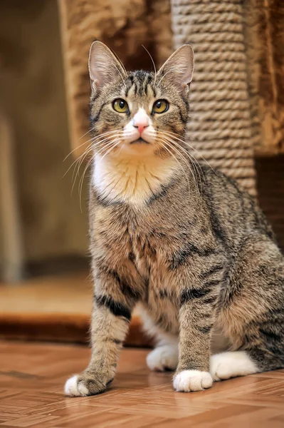 Gato Marrón Tabby Con Pecho Blanco — Foto de Stock