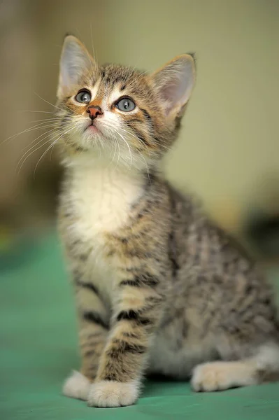 Söt Tricolor Katt Kattunge Med Vit Bröst — Stockfoto