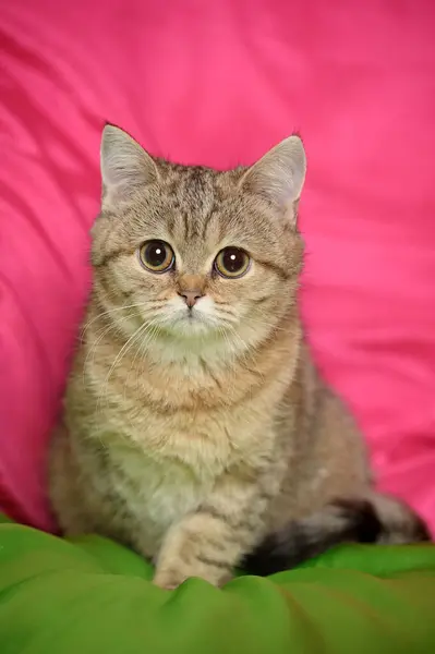 Triest Bruin Brits Kitten Close — Stockfoto