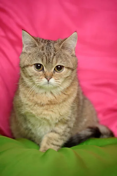 Smutné Hnědé Britské Kotě Zblízka — Stock fotografie
