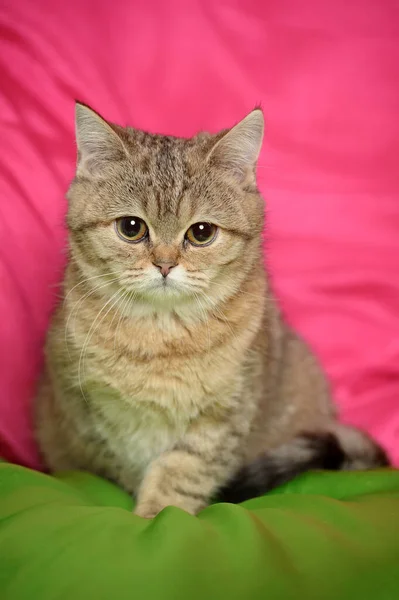 Triste Marrom Britânico Gatinho Perto — Fotografia de Stock