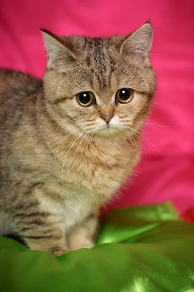 Triste Marrom Britânico Gatinho Perto — Fotografia de Stock