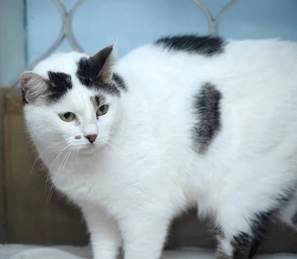 White Black Spots Cat — Stock Photo, Image