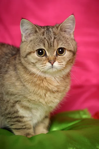 Sad Brown British Kitten Close — Stock Photo, Image