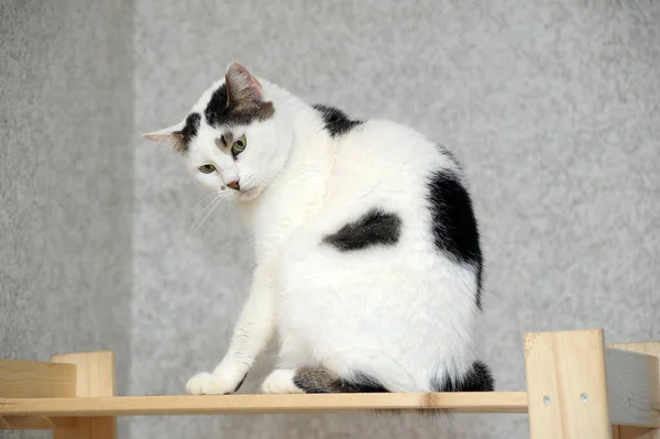 Biały Czarnymi Plamami Kot — Zdjęcie stockowe