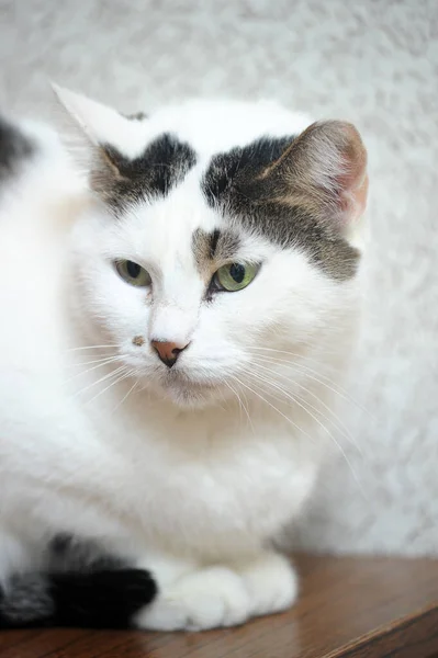 White Black Spots Cat — Stock Photo, Image