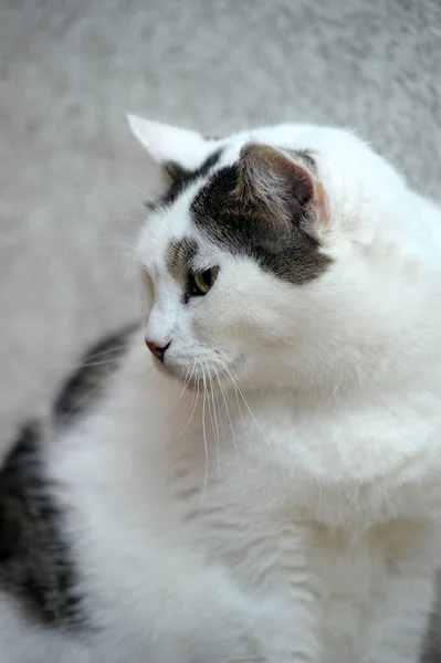 Blanco Con Manchas Negras Gato —  Fotos de Stock