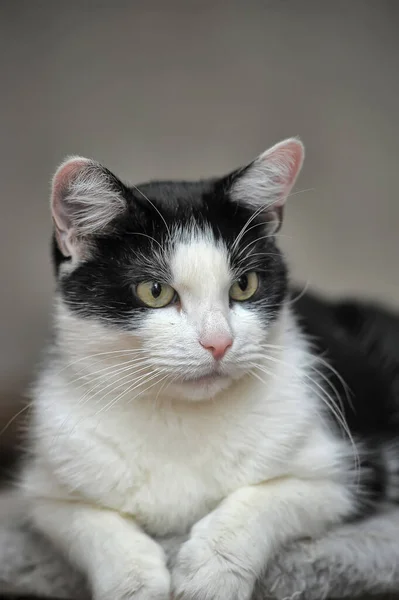 Black White Shorthair Cat Lies — 图库照片