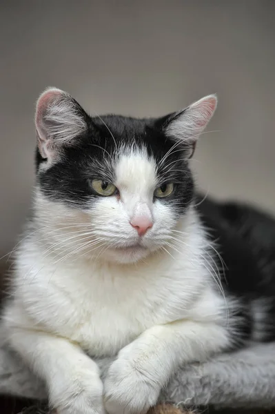 Black White Shorthair Cat Lies — Stock Photo, Image