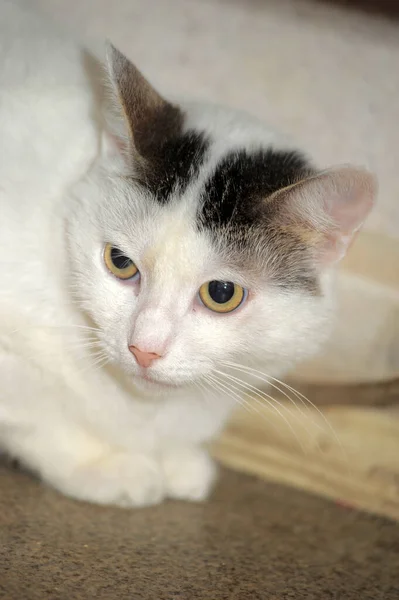 Siyah Beyaz Kısa Boylu Kedi Yalan Söylüyor — Stok fotoğraf