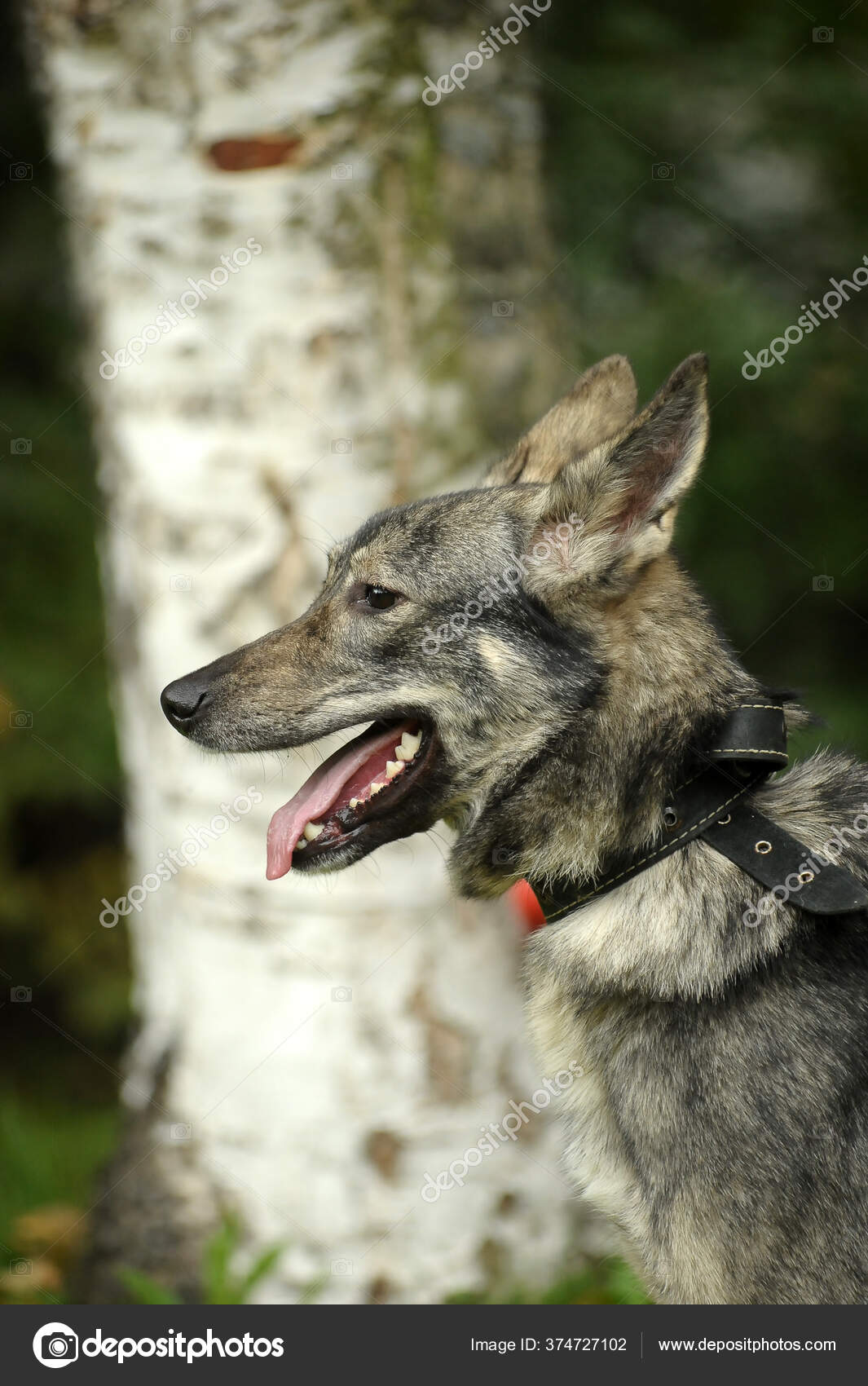 Immagini e foto stock di Levriero norvegese | DepositPhotos, image size:1065x1700