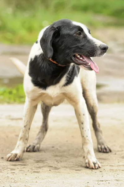 Μαύρο Και Άσπρο Spotted Σκυλί Mestizo Ένα Λουρί — Φωτογραφία Αρχείου