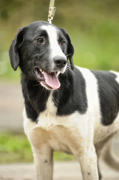 Zwart Wit Gevlekte Hond Mestizo Aan Een Riem — Stockfoto