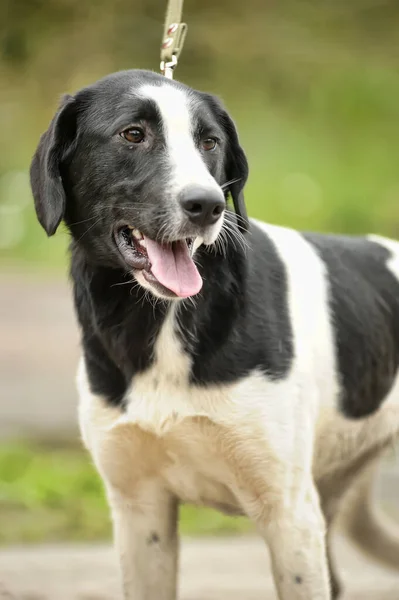 Mestizo Perro Manchado Blanco Negro Con Correa —  Fotos de Stock