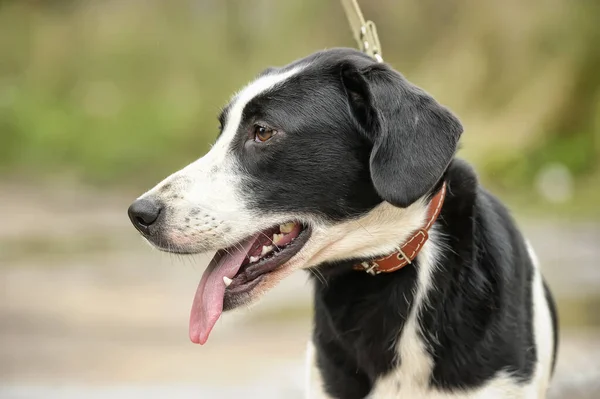 黒と白の斑点のある犬のメスティーソが — ストック写真