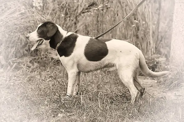 Mestizo Perro Manchado Blanco Negro Con Correa —  Fotos de Stock