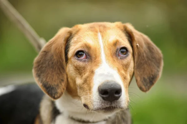 Blanco Con Manchas Negras Rojas Perro Cruzado Sabueso —  Fotos de Stock