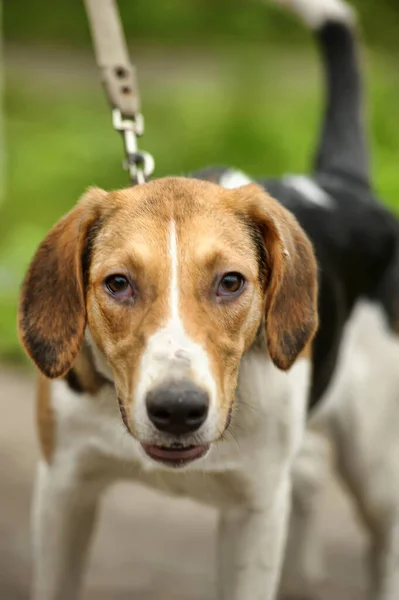 Blanco Con Manchas Negras Rojas Perro Cruzado Sabueso — Foto de Stock