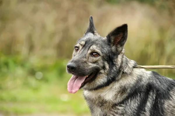 可愛い灰色の犬のモングレルが — ストック写真