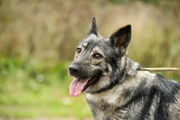 Schattig Grijs Hond Bastaard Een Riem — Stockfoto