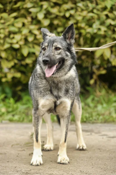 Cute Gray Dog Mongrel Leash — Stock Photo, Image