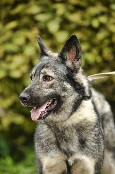 可愛い灰色の犬のモングレルが — ストック写真