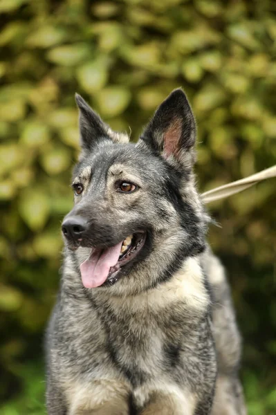 Bonito Cão Cinzento Mgrel Uma Coleira — Fotografia de Stock