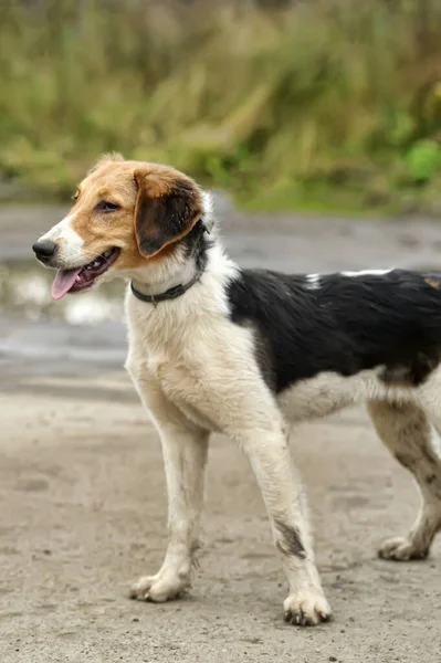 Biały Czarnymi Czerwonymi Plamami Pies Krzyżówka Pies Pies Pies — Zdjęcie stockowe