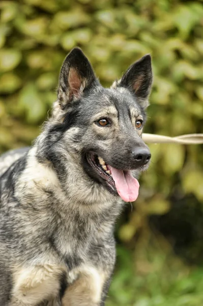 Cute Gray Dog Mongrel Leash — Stock Photo, Image