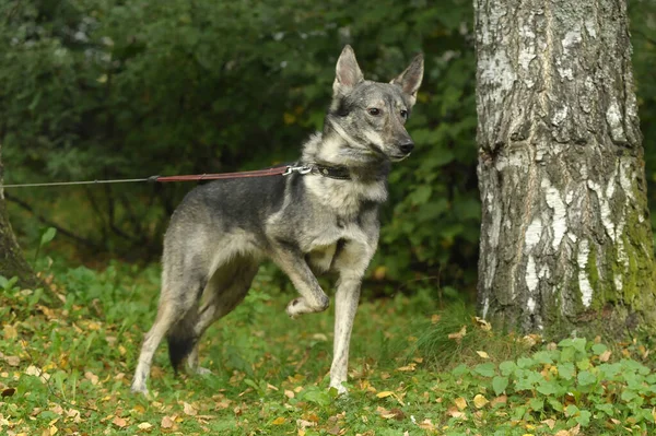 Милий Сірий Собака Монстр Повідку — стокове фото