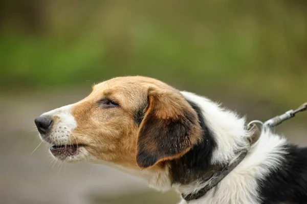 Weiß Mit Schwarzen Und Roten Flecken Mischlingshund — Stockfoto