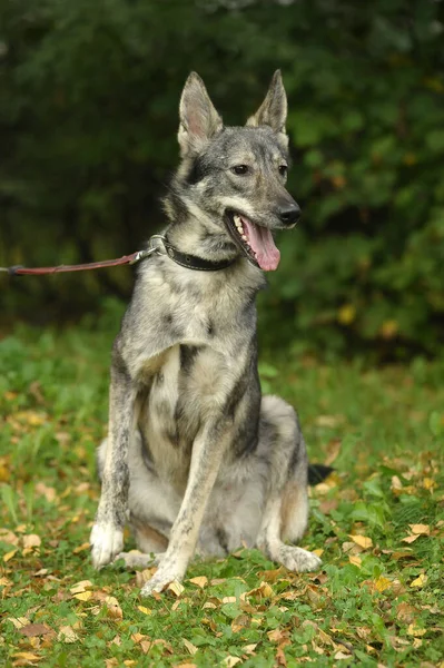 Cute Gray Dog Mongrel Leash — Stock Photo, Image