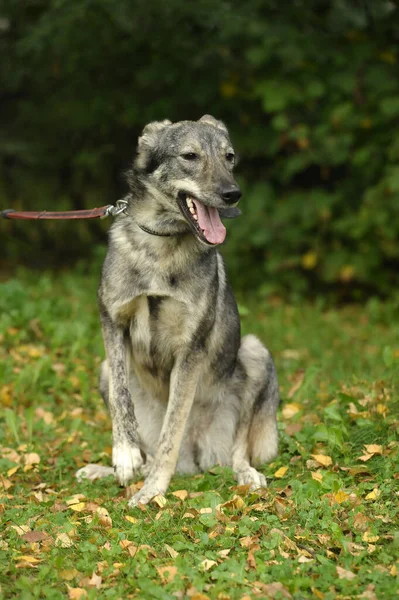 Милий Сірий Собака Монстр Повідку — стокове фото