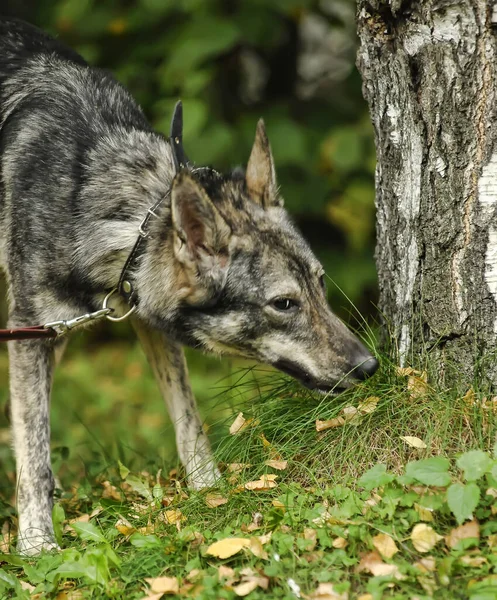 Aranyos Szürke Kutya Korcs Pórázon — Stock Fotó