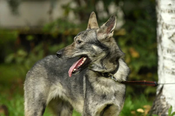 可愛い灰色の犬のモングレルが — ストック写真