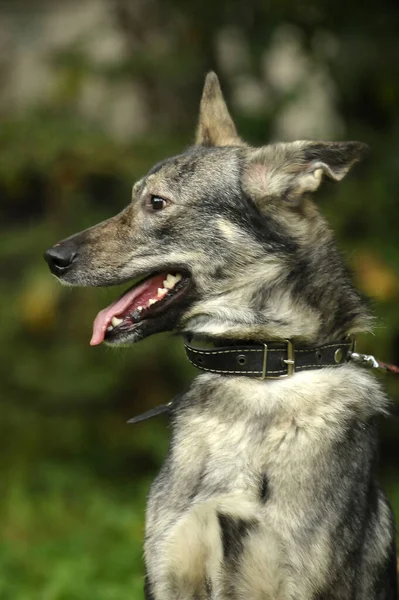 Söt Grå Hund Blandras Koppel — Stockfoto