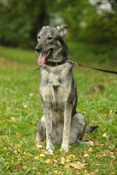 Bonito Cão Cinzento Mgrel Uma Coleira — Fotografia de Stock